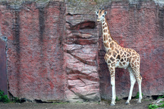 Giraffe_1 (1).jpg